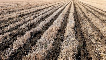 Le strip-till, une méthode agro-climatique