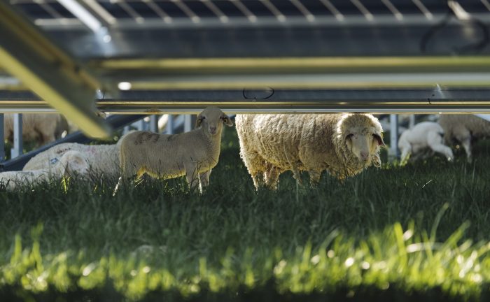 moutons-panneaux-solaires-parc-agrivoltaïque