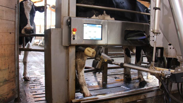 Robot en élevage laitier