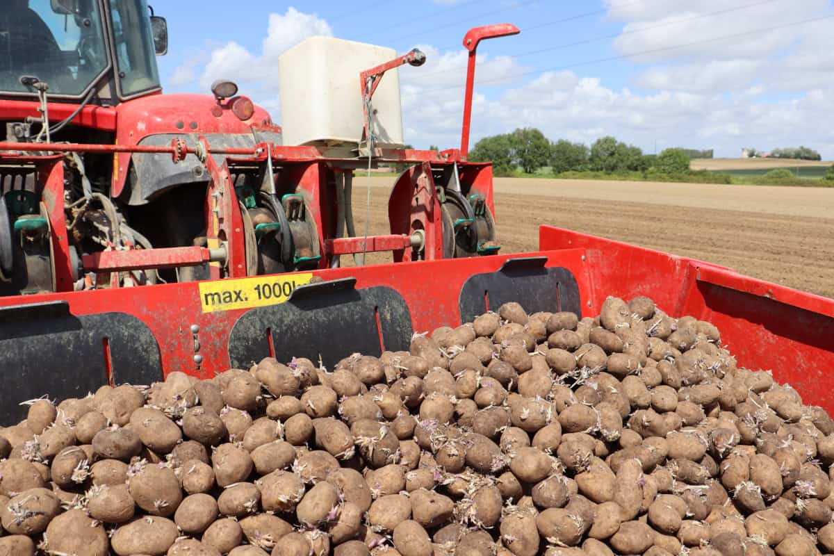 plantations de pommes de terre 2024