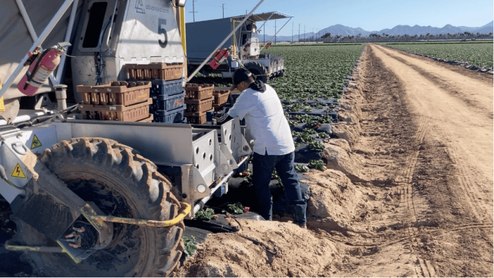 BetterPick robot récolte pomme et fraise 
