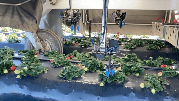 betterpick robot récolte pomme et fraise
