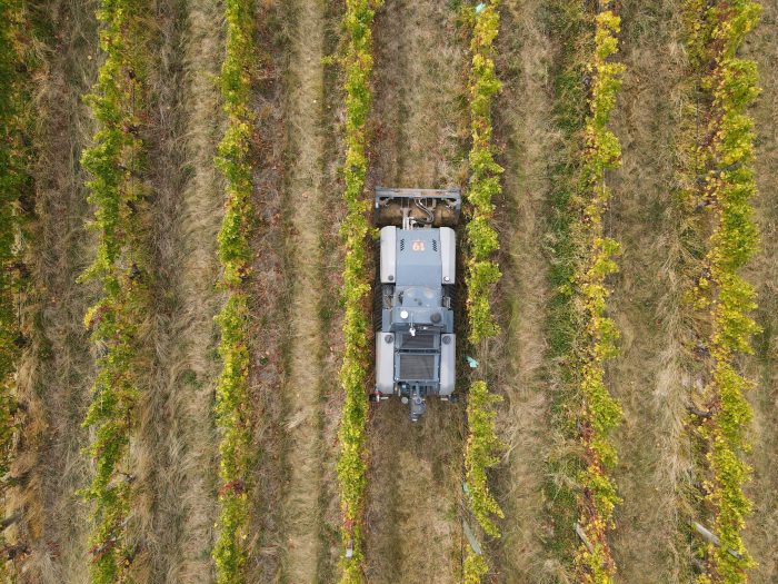 Robot viticole en pleine tonte et désherbage, dans les vignes de Pernot Ricard
