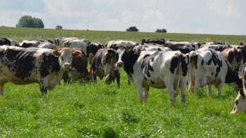 L’Ouest : une terre de production laitière