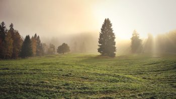 Etudier le climat à l’échelle de la parcelle forestière