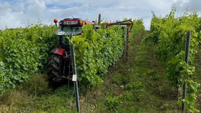 nouvelle production vignes