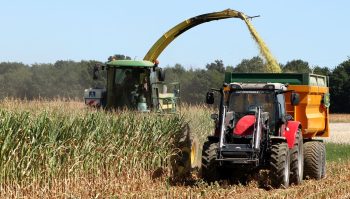 Maïs ensilage 2024: la maturation s’accélère