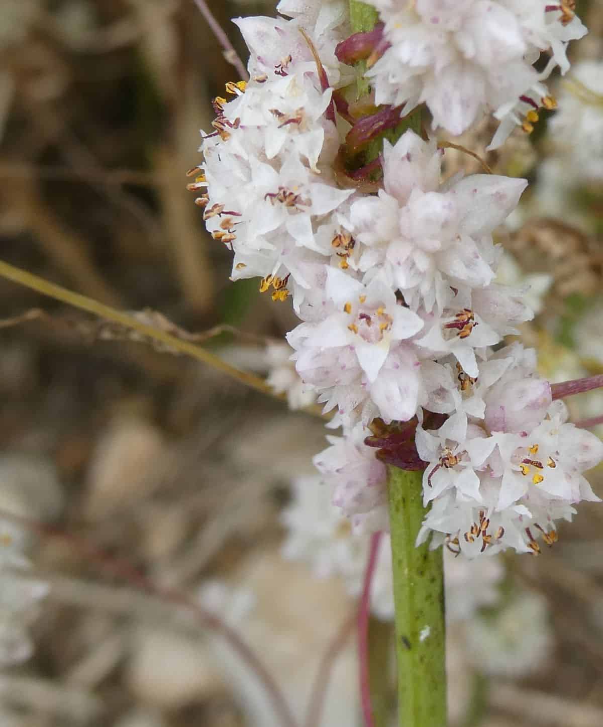 fleurs de cuscute 