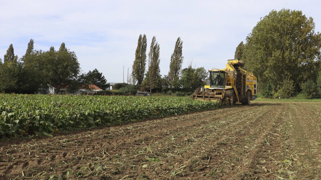 production de betteraves en Belgique