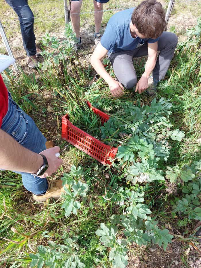 Les couverts végétaux fournissent de la biomasse;