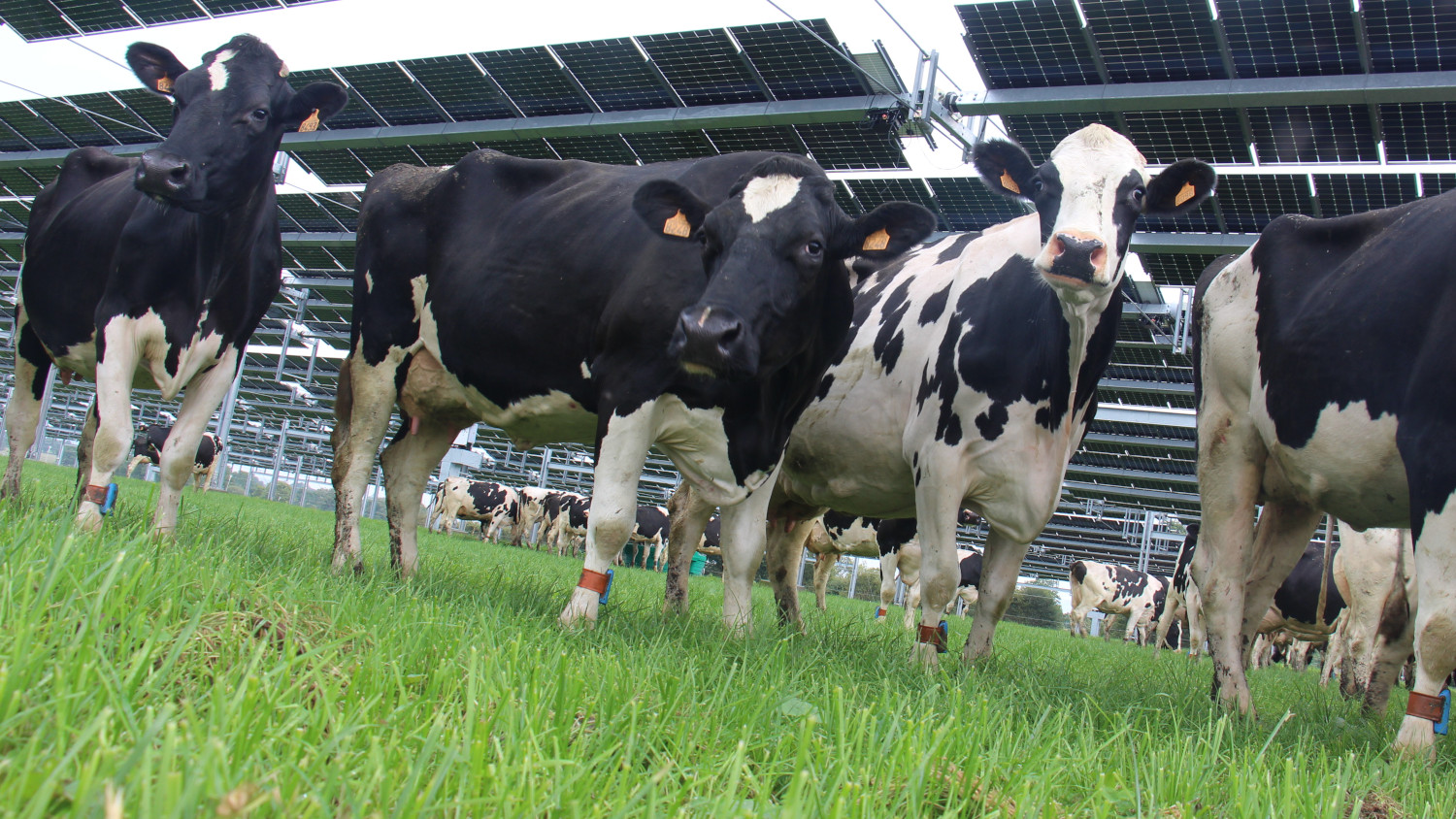 Les panneaux solaires modifient l'environnement de la prairie