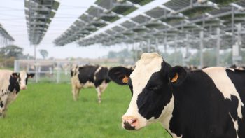 Un vrai troupeau laitier sous les panneaux solaires