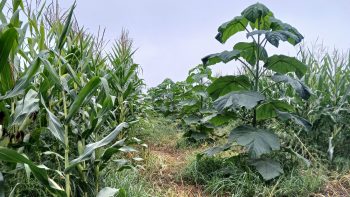 « Faire de l’ombre et capter l’humidité par la plantation des arbres »