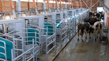 Batch milking : la traite réinventée !