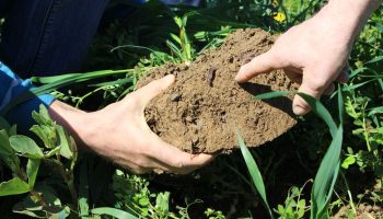 L’agriculture de conservation des sols expliquée aux élèves