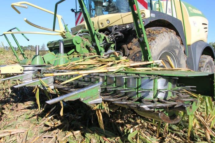 ensilage de maïs versé avec ensileuse Krone