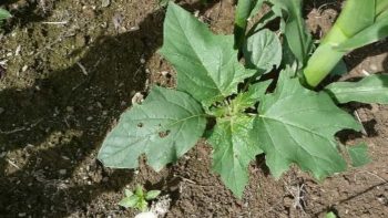 [Ensilages 2024] Vigilance à l’égard du datura