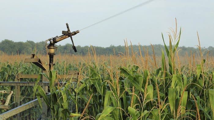 Irrigation du maïs avec des eaux provenant de la station d'épuration