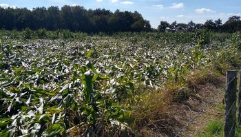 Ensilage: comment s’y prendre avec du maïs versé?