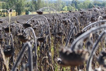 Récolte de tournesol 2024 : vers un désastre ?