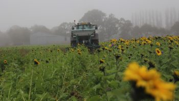 Un couvert efficace s’insère entre la moisson du blé et le semis de l’orge