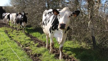 D’autres acteurs s’intéressent au lait que Lactalis laisse