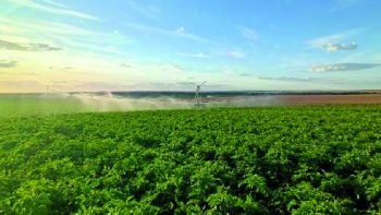 De l’eau pour des frites