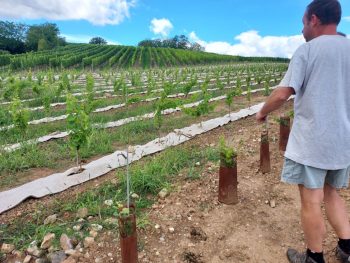 Se passer du glyphosate, une chimère ?